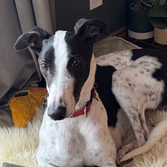 legreyhound